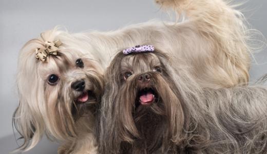 Русская цветная болонка