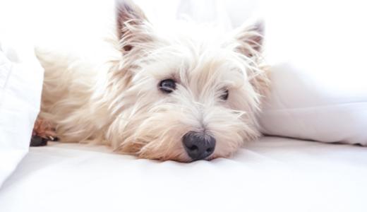 Фото вест-хайленд-вайт-терьера