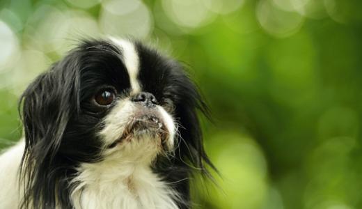 Японский хин