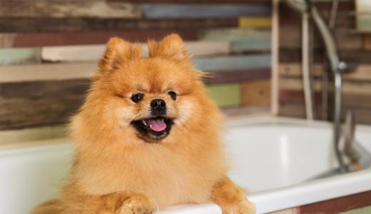 Фото собаки в ванной