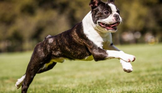 Происхождение породы бостон-терьер