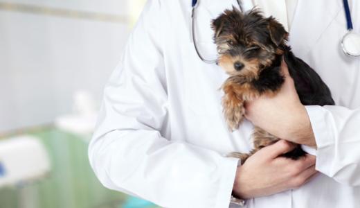 Чумка, или болезнь Каре у собак