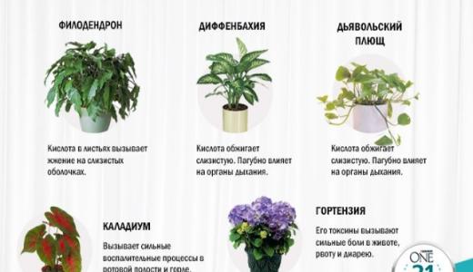 ​ Растения опасные для кошек