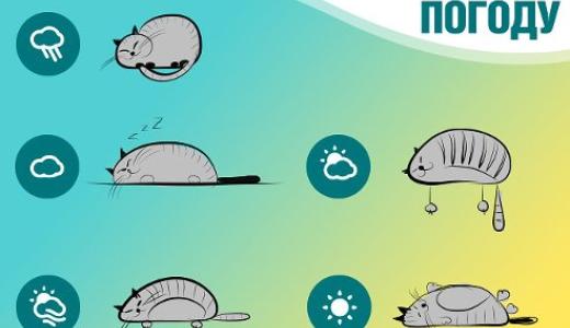​Как кошки предсказывают погоду