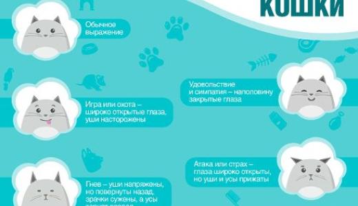 ​Как можно понять настроение кота