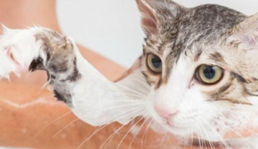 ​С какого возраста и как купать котенка