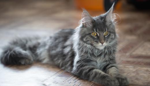 ​Причины выпадения шерсти у кошки