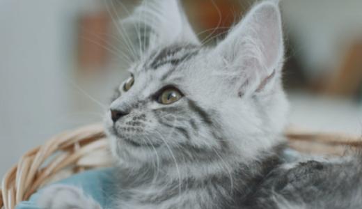 Правильное питание для котят