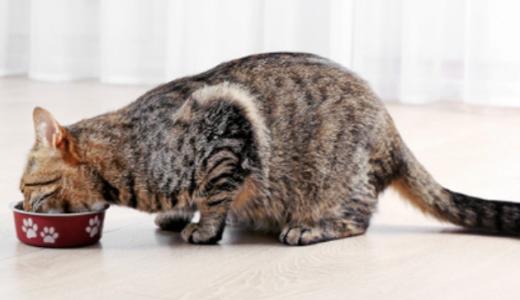 ​Рацион питания домашних кошек