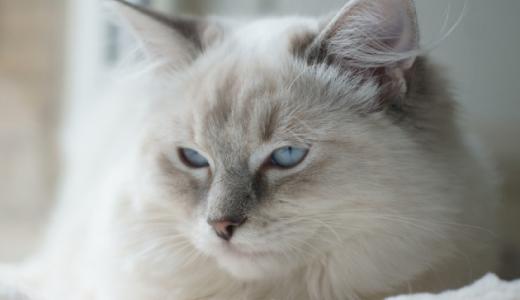 Фото глаз кота