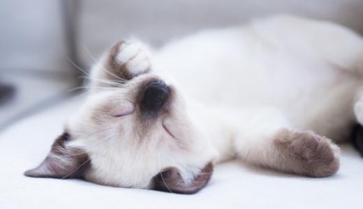 Фото кот спит