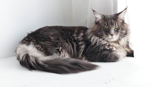 ​Как правильно мыть кошку