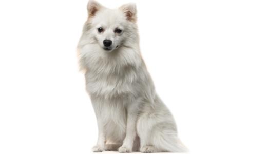 Немецкий шпиц