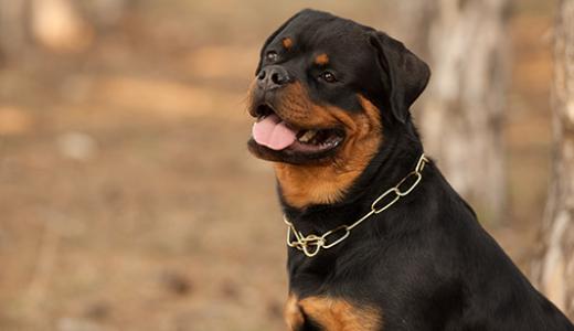 Бойцовские собаки: ТОП-10 самых сильных