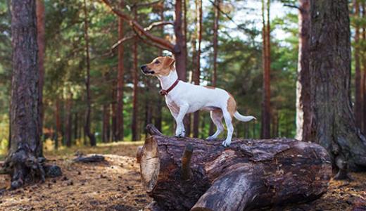 Особенности характера и содержания охотничьих собак