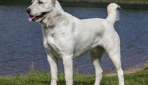 Самые большие породы собак в мире