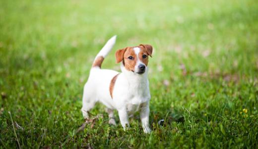 Джек-рассел-терьер