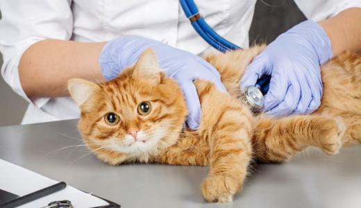 Кастрация кота или кошки