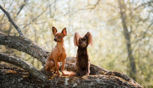 Русский той-терьер