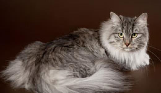 ​Сибирская кошка