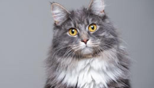 Бешенство у кошек: симптомы, способы заражения, профилактика