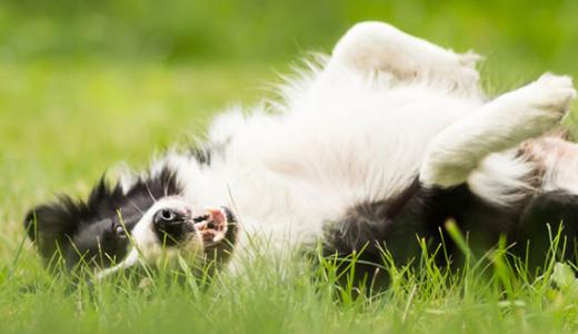 Блохи у собак