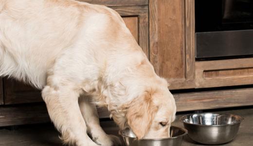 Чем и как правильно кормить собаку