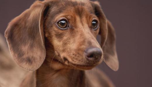 Кроличья такса