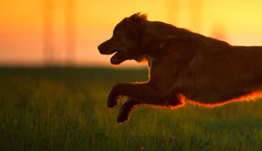 Сколько лет живут собаки