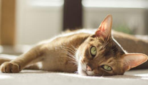 Течка у кошек