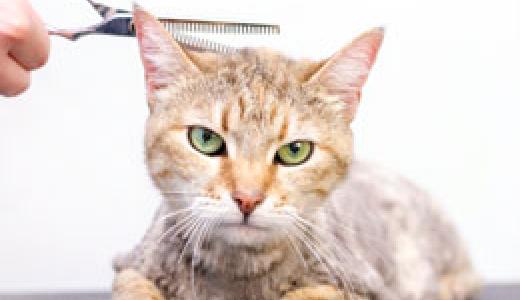Как стригут кошек