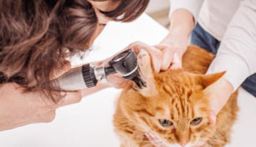 Фото осмотра уха кота у ветеринара