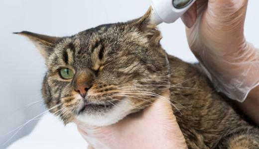 Нормальная температура у кошек