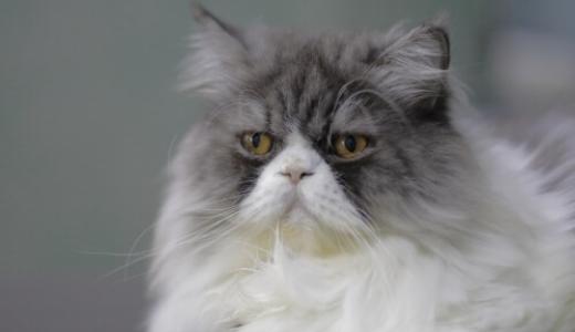 Персидская кошка