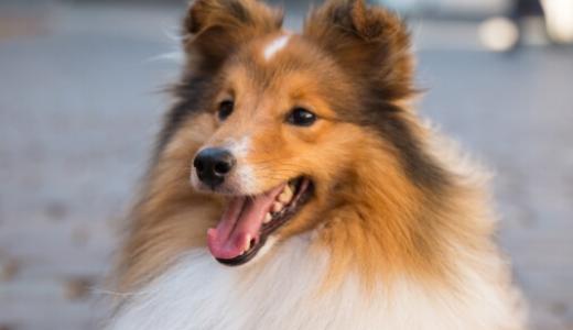 Фото собаки породы Шелти