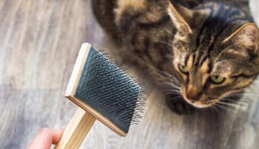 Линька у кошек