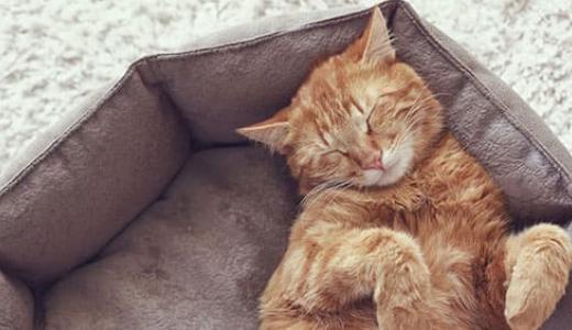 Сколько часов в сутки спят кошки