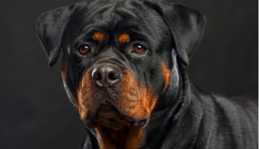 Ротвейлер