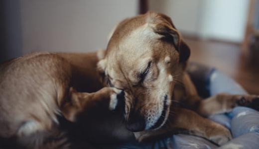 Корм для собак с аллергией