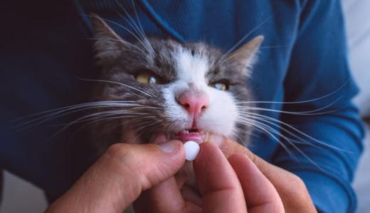 Фото кошке дают витамины