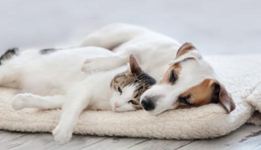 Кошка лежит рядом с собакой