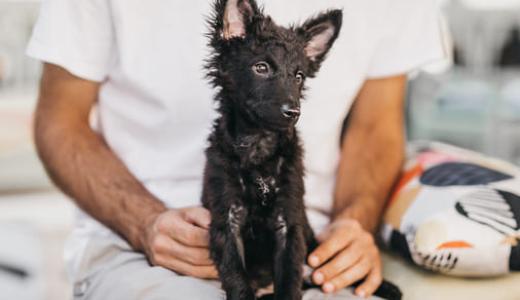 Самые редкие породы собак 