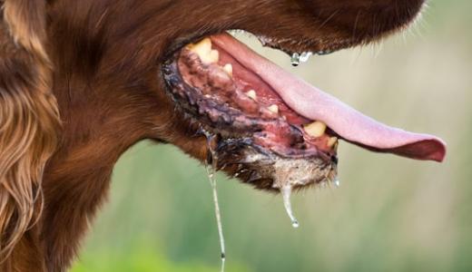 Бешенство у собак