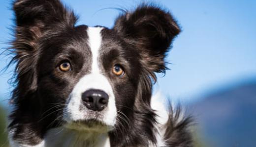 Бордер-колли