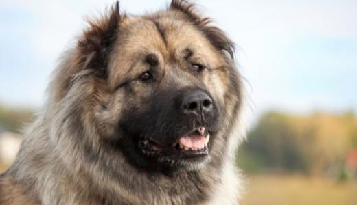 Кавказская овчарка