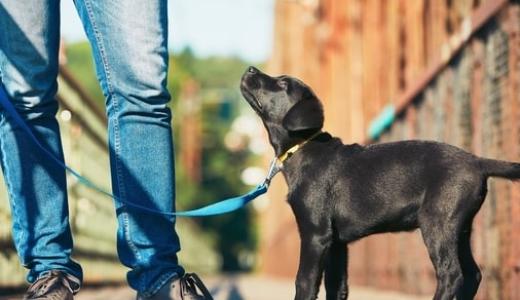 Как выгуливать щенка