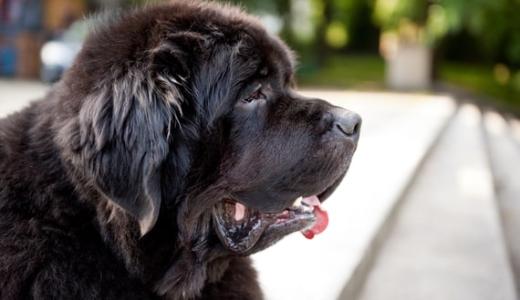 Ньюфаундленд