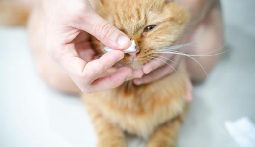 Как почистить нос кошке