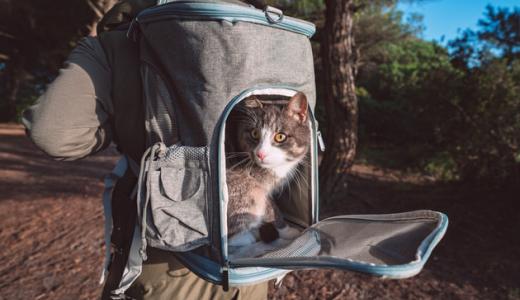 Как выбрать переноску для кошек