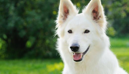 Белая швейцарская овчарка